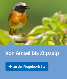 Vögel im Garten Aktion